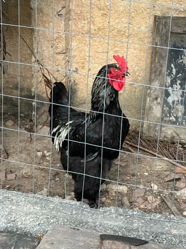 FRANGOS BRAHMA