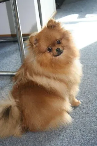 Spitz Alemão adorável procurando novo lar