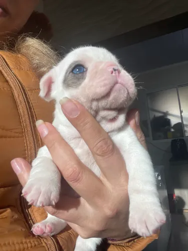 Uma joia, fêmea exótica Pied Blue Merle com heterocromia