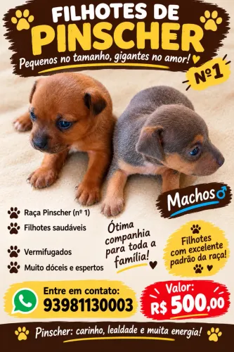 Filhote Pinscher macho