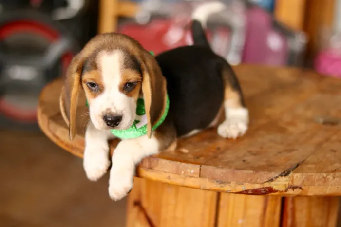 BEAGLE PARCELAMOS 