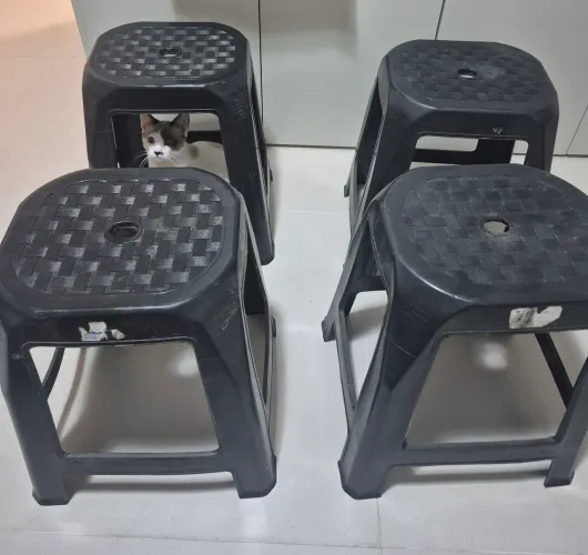 Banquetas de plástico na cor preto.