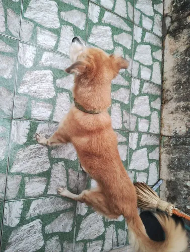 Adoção Responsável/ Doguinho macho
