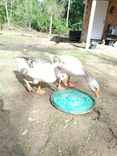 Ganso sinaleiro casal 
