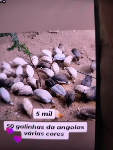 Lote 50 galinha da Angola