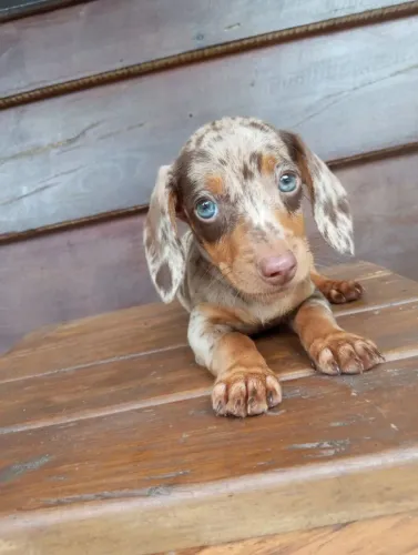 Daschund - Ama cavar 