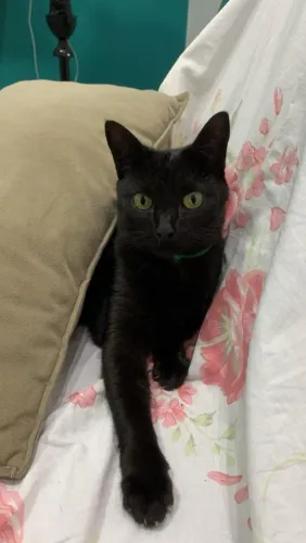 Doa-se gata