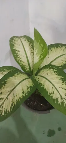 Plantas  comigo pode 