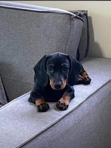 Cachorro