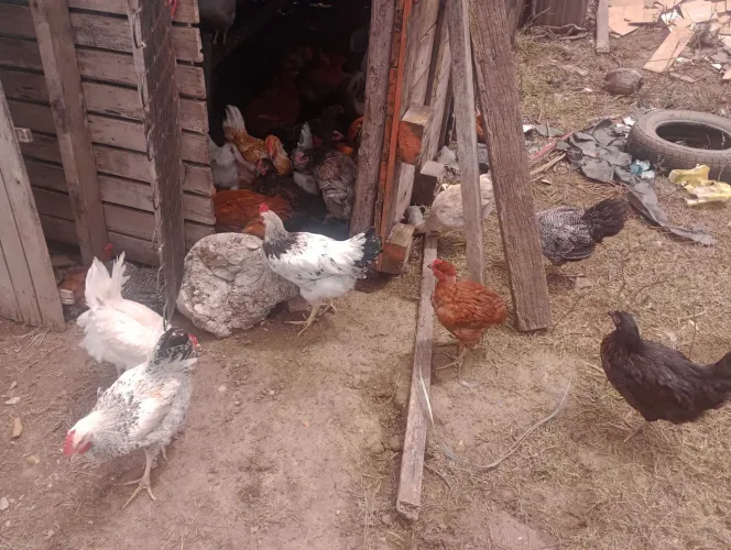 Galinhas e galos caipiras pra vender 