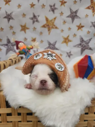Chihuahua Macho Chocolate