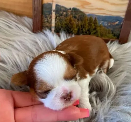 Filhotes de Shih Tzu | Seu novo xodó está aqui!