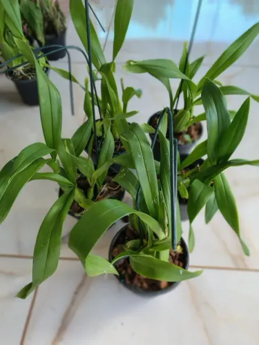Planta Orquídea Oncidium Aloha (chuva de ouro)