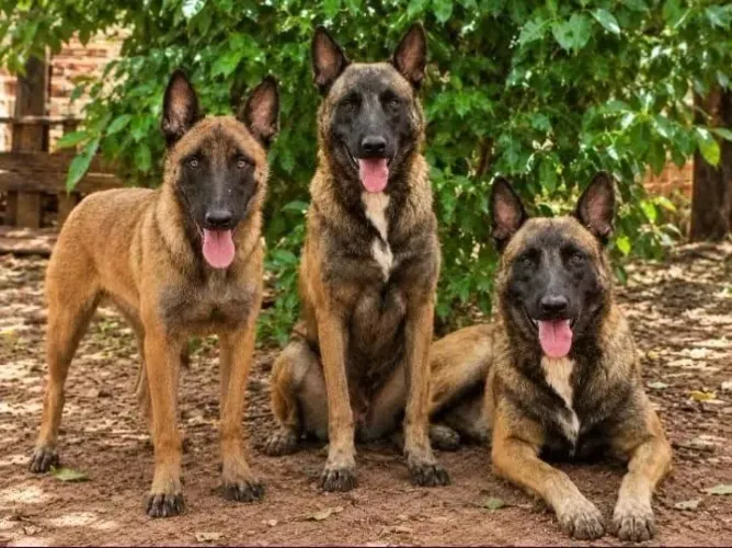 Pastor Belga Malinois