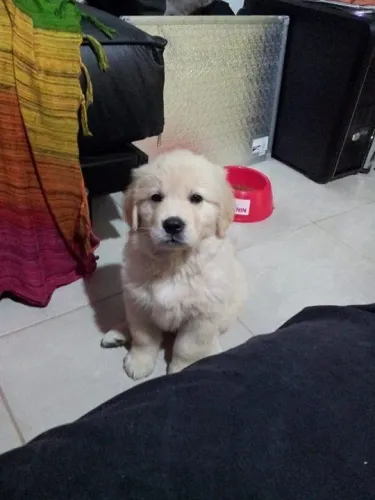 Filhotes de Golden Retriever | Filhotes que despertam muita simpatia!