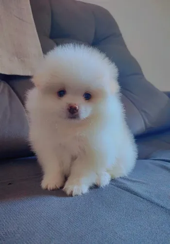 Vendo Lulu da pomerana machos