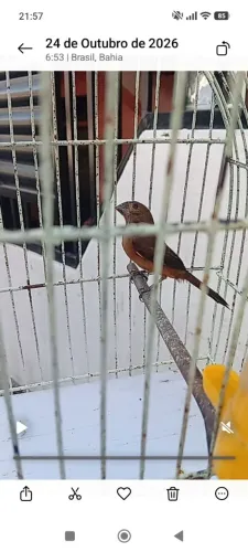 Vendo gaiola