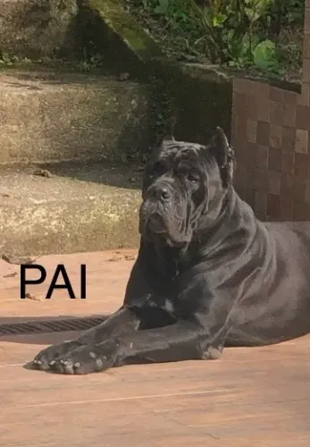 Filhote fêmea Cane Corso Italiano disponível 