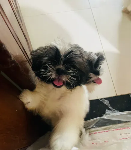 Shihtzu originais dois machos e uma fêmea