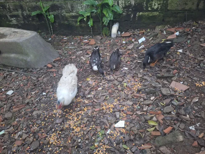 Patos e marrecos
