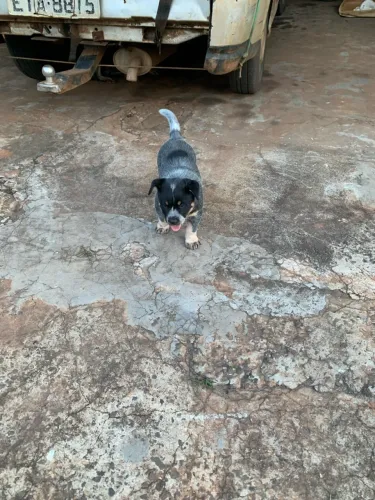Vende filhote de Blue heeler