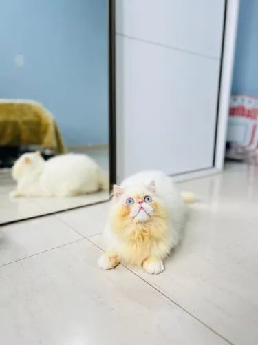 Gato persa casal