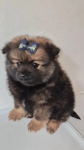 Lulu da Pomerânia