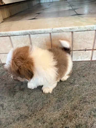 Filhote Shih Tzu