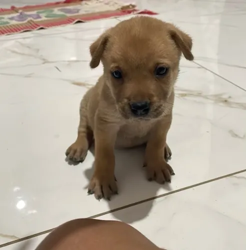 Chow Chow com pitbull monster filhote