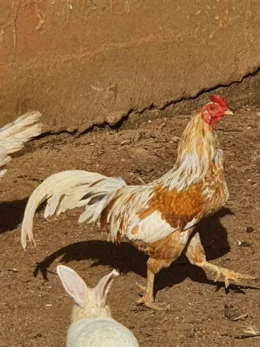 Galo
