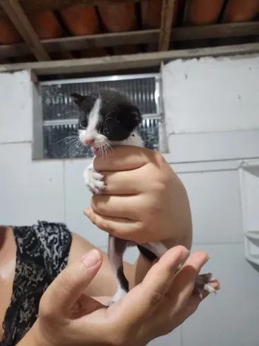 Gatinhos para adoção 