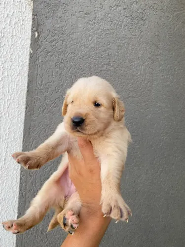 Golden Retrivier