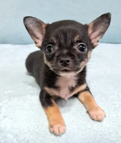 Chihuahua pelo curto ¿muito amoroso 