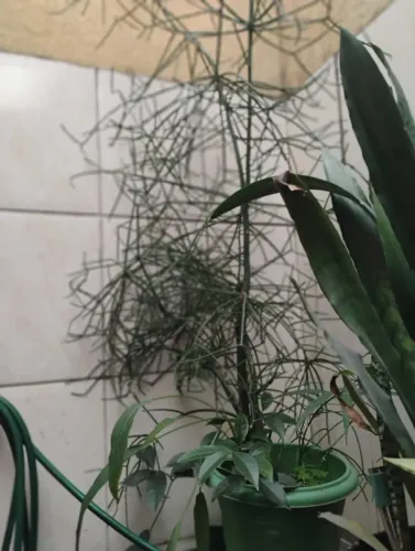 Vendo Aveloz em vaso , já com mais de 2 metros.