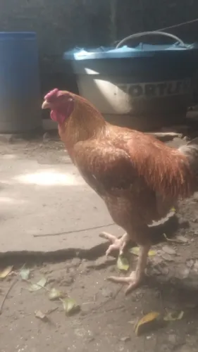 Galo mestiço de gigante