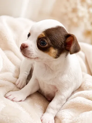 Chihuahua