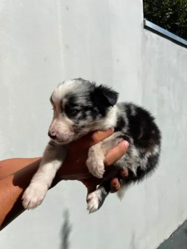 Border collie fêmea Merle
