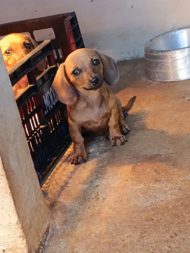 Daschshund... COFAP, salsicha