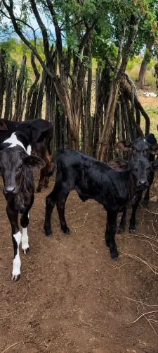 Bezerros de mamadeira