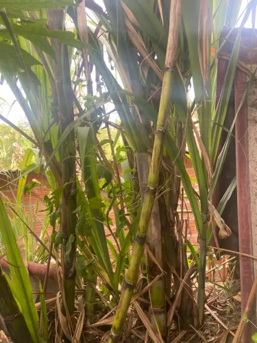 Cana de Açúcar 