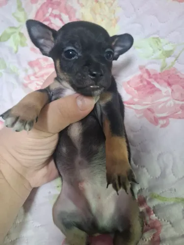 Pinscher mini