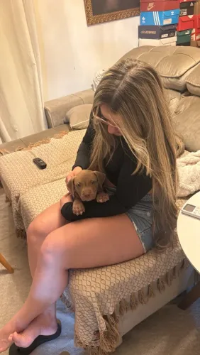 Pit monst com pedigree