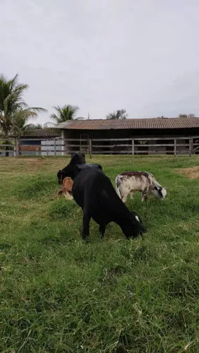 Vacas