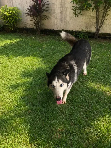 Procuro namorado para jade