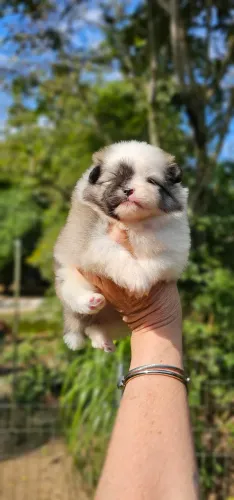 Lulu da pomerania MACHO linhagem canadense