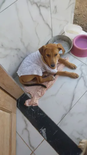 Cachorra pra adoção