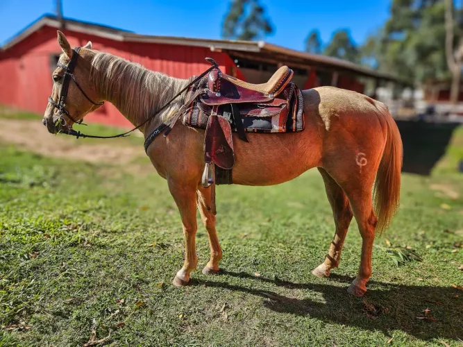 Sela americana em excelente estado