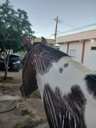 Cavalo Manga Larga puro de origem