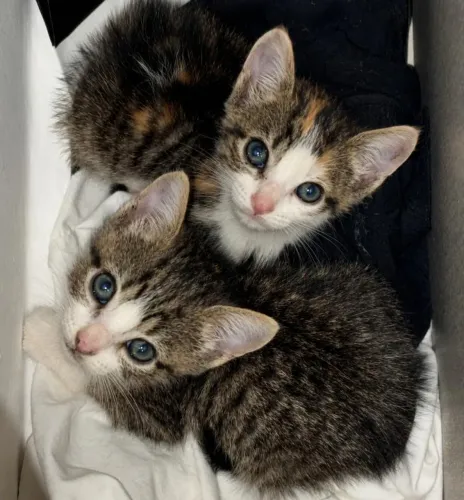 Doação de filhotes de gato
