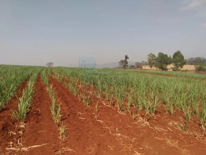 Terreno Área em Cajuru